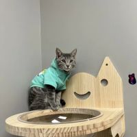 Black River Veterinary Clinic ico