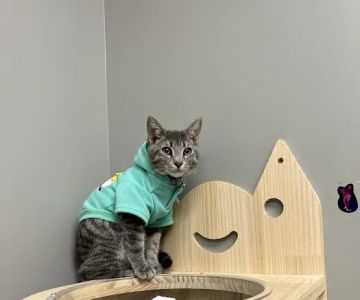 Black River Veterinary Clinic