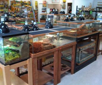 Pinellas County Reptiles