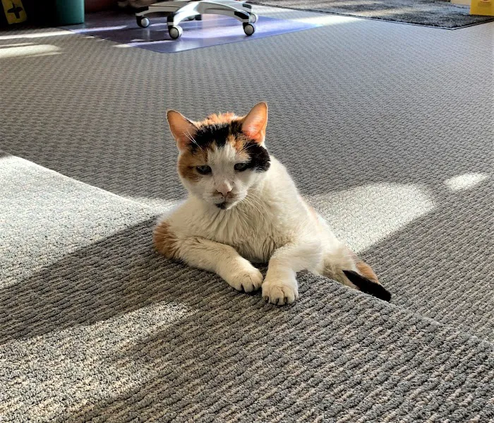 Goodison Veterinary Center 8
