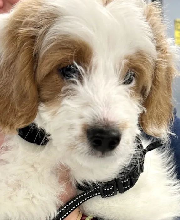 Goodison Veterinary Center 6