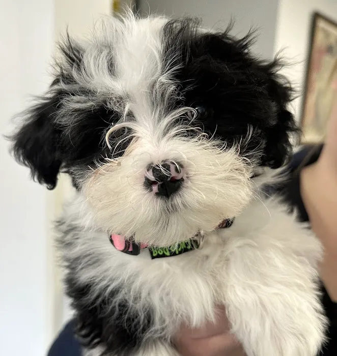 Goodison Veterinary Center 2