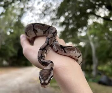 Largo Reptile Expo Show Me Reptile Show