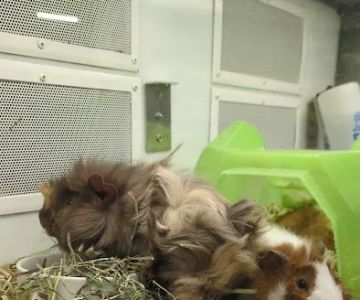 Petco