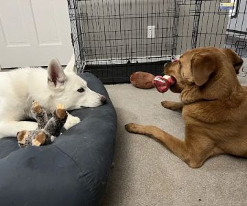 Chuck & Don's Pet Food & Supplies