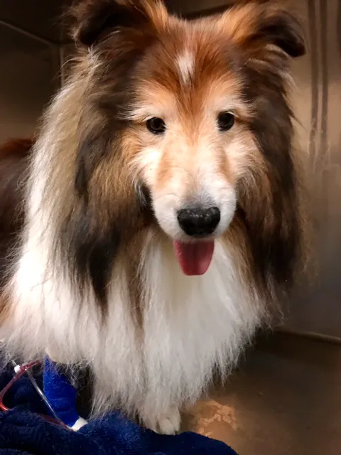 Platz Animal Hospital 4