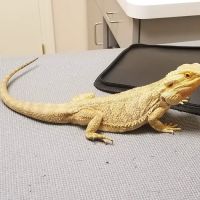 Platz Animal Hospital ico