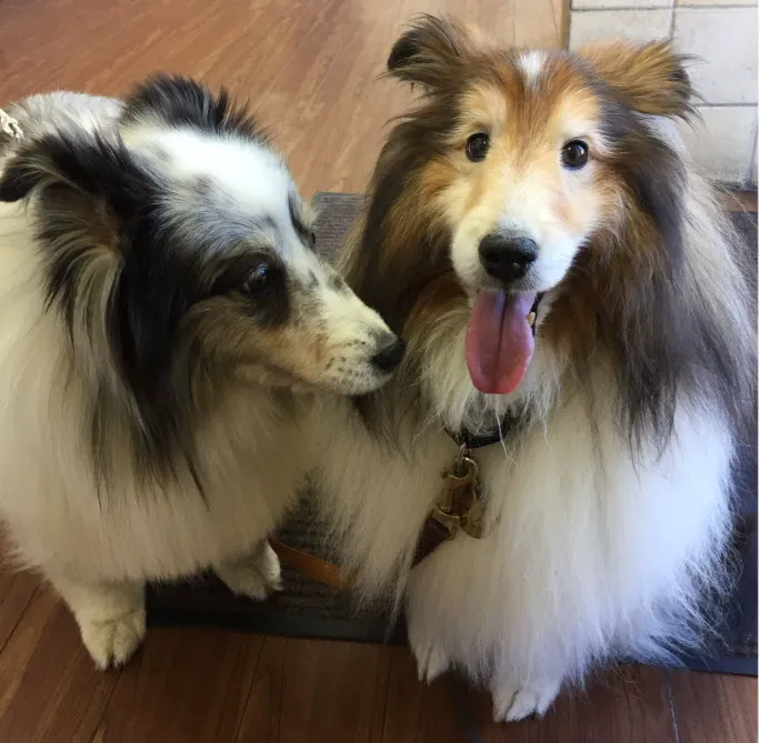 Platz Animal Hospital 6
