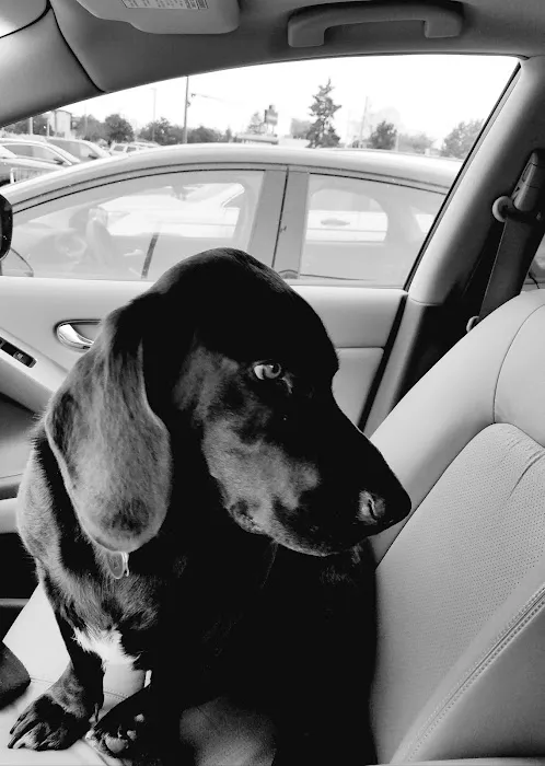 Grosse Pointe Animal Clinic 3
