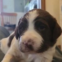 Grosse Pointe Animal Clinic ico