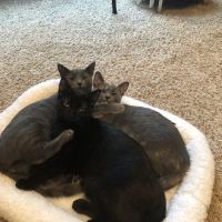 Hometown Veterinary Hospital ico