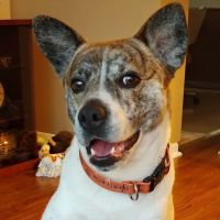 Somerset Veterinary Hospital ico