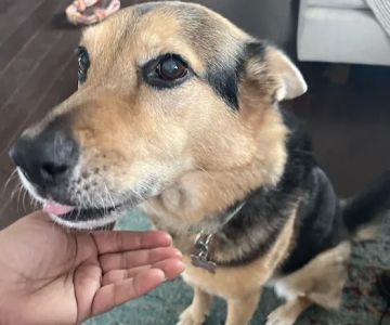 Maci Moo Treats