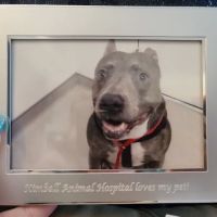 Kimball Animal Hospital ico