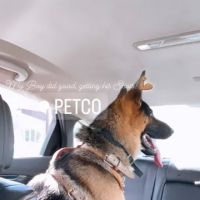 Vetco Vaccination Clinic ico