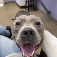 West Woodward Animal Hospital ico
