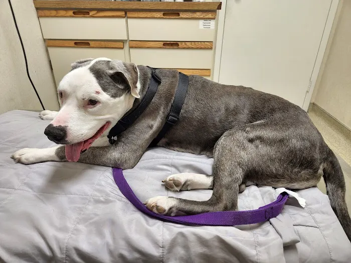 First Capitol Animal Hospital LLC 6