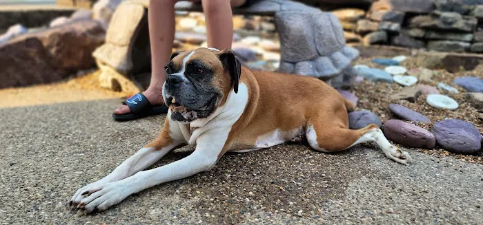 St Charles Animal Hospital 1