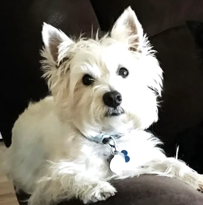 St Charles Animal Hospital 7