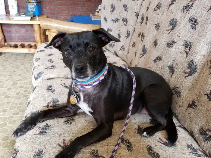 St Charles Animal Hospital 3