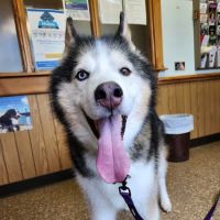 Normandy Animal Hospital Inc ico