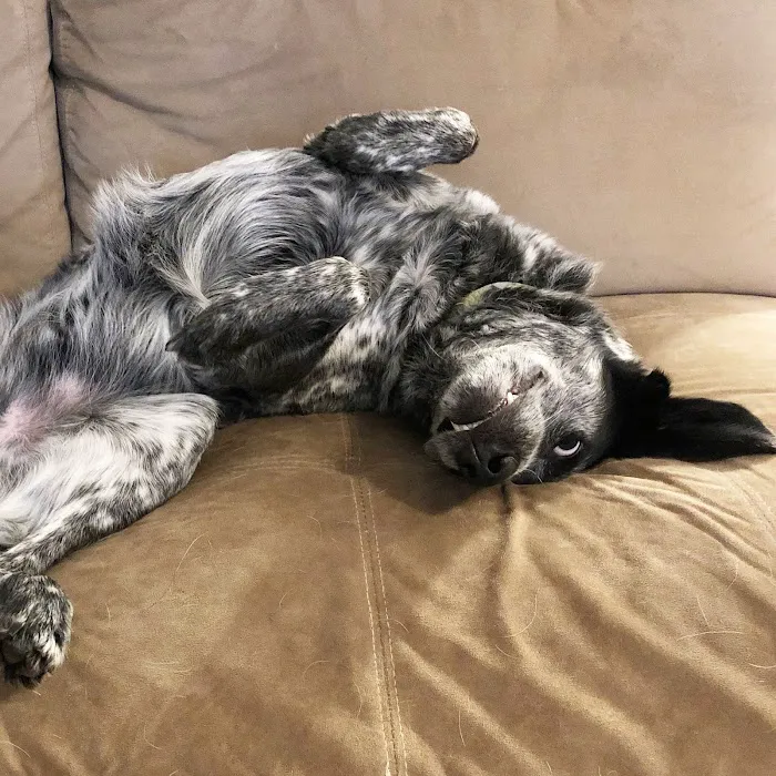 Millis Animal Hospital 3