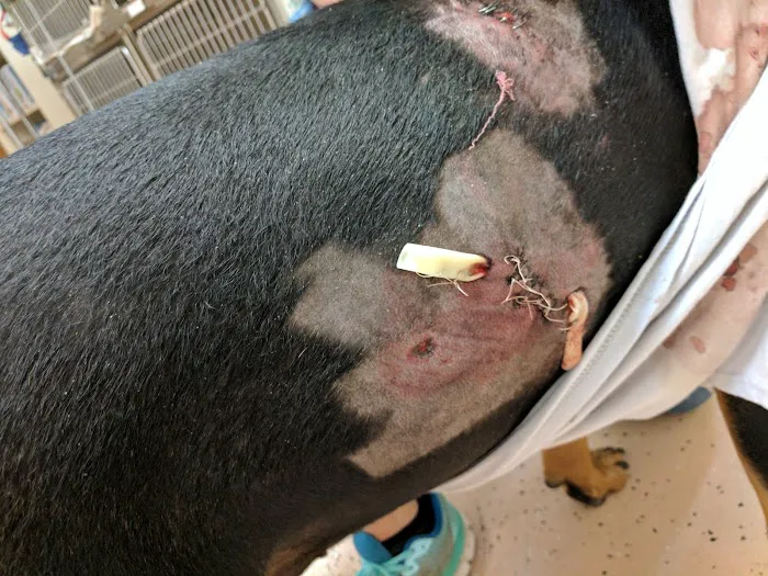 Millis Animal Hospital 4