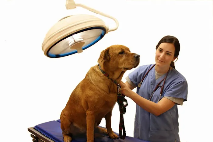 Millis Animal Hospital 9