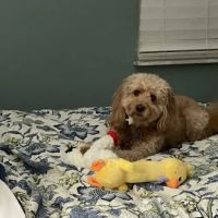 Millis Animal Hospital ico