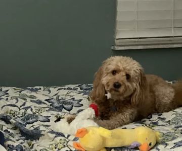 Millis Animal Hospital