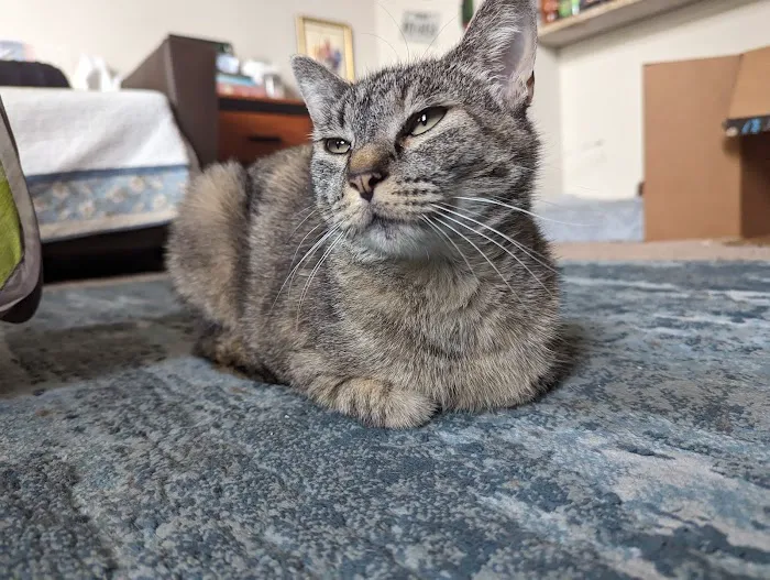 Millis Animal Hospital 8