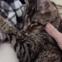 Banfield Pet Hospital ico
