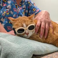 Big Bend Veterinary Clinic ico