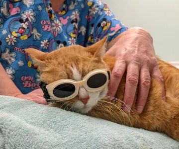 Big Bend Veterinary Clinic