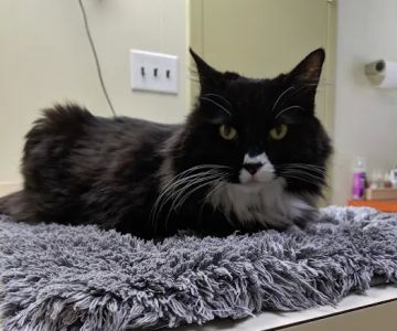Animal Health & Healing