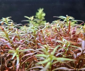 Aquascaping Supply