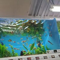 Pet Supermarket ico