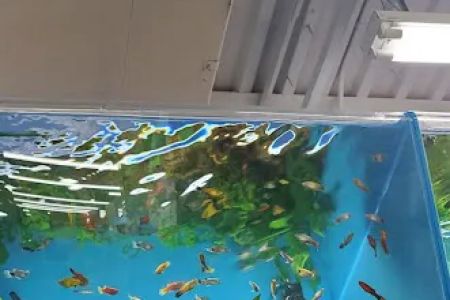 Pet Supermarket