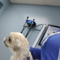 Ferguson Animal Hospital ico