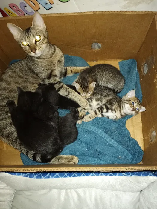 Ferguson Animal Hospital 12