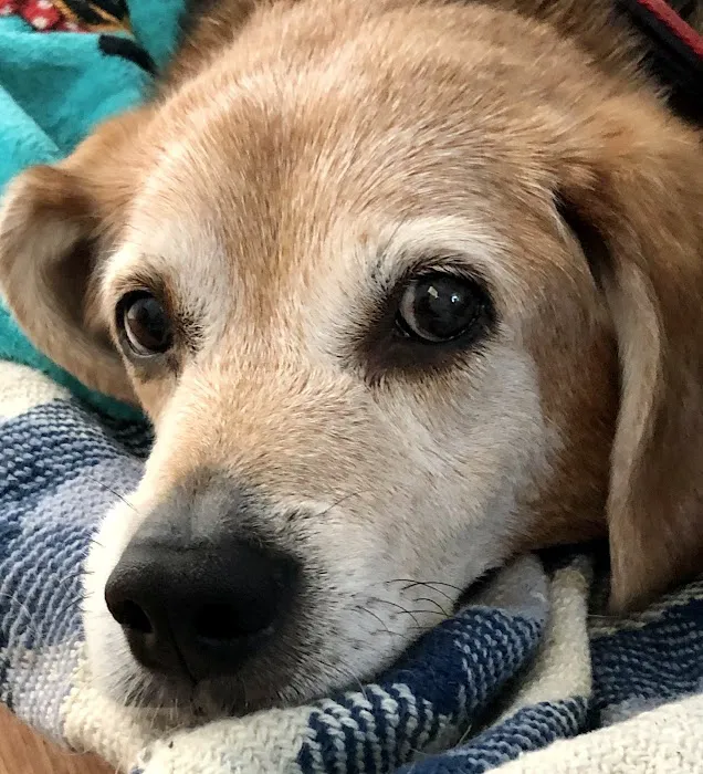 Ferguson Animal Hospital 12