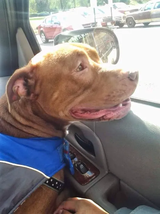 Ferguson Animal Hospital 12