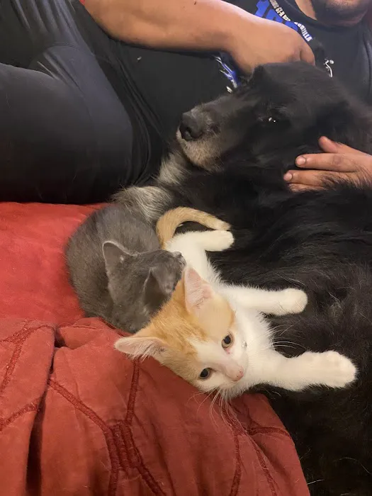 Ferguson Animal Hospital 12
