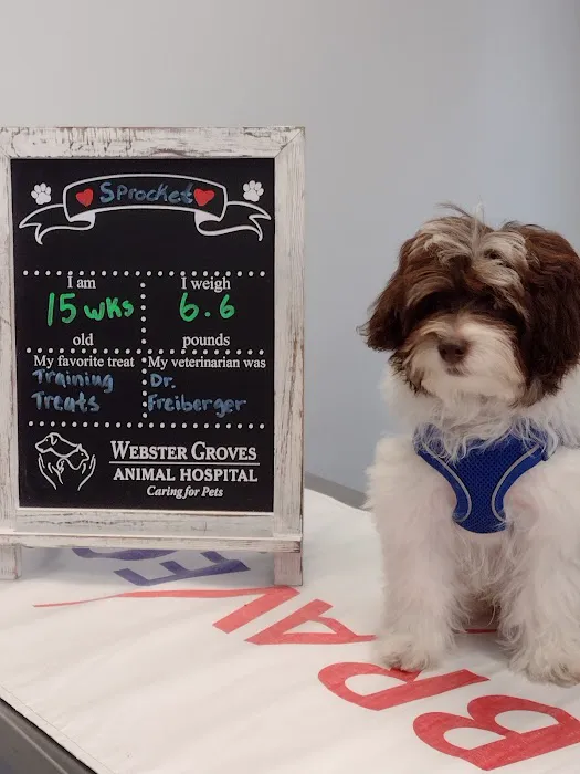 Webster Groves Animal Wellness Center 9