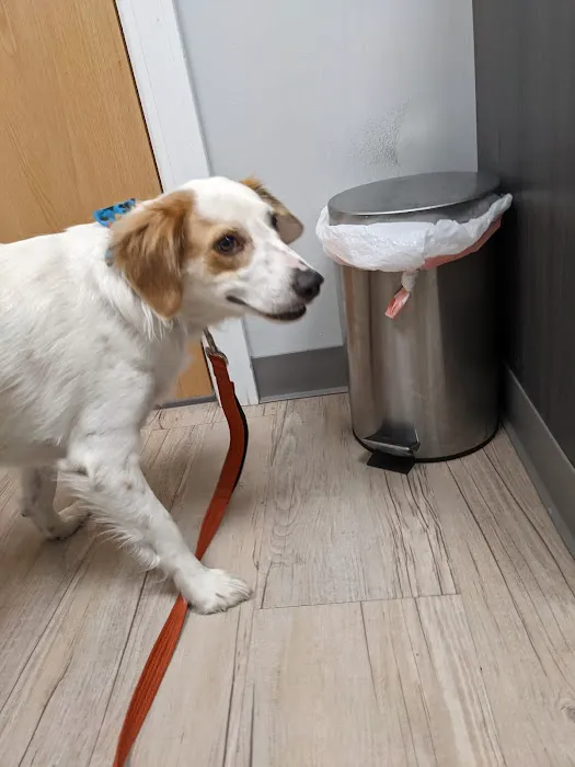 Webster Groves Animal Wellness Center 4