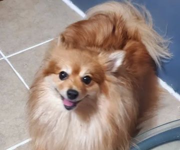Webster Groves Animal Wellness Center