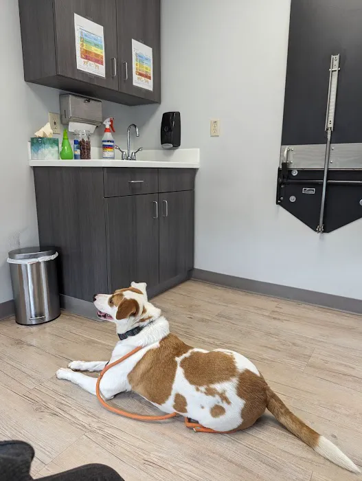 Webster Groves Animal Wellness Center 7