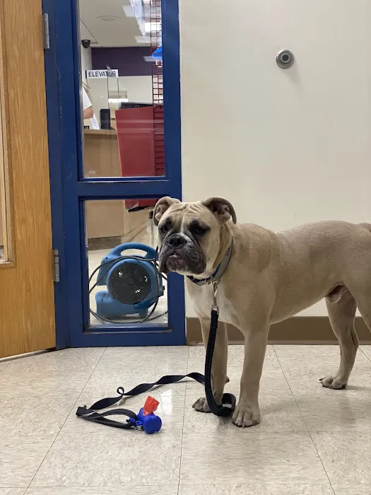 Webster Groves Animal Wellness Center 6