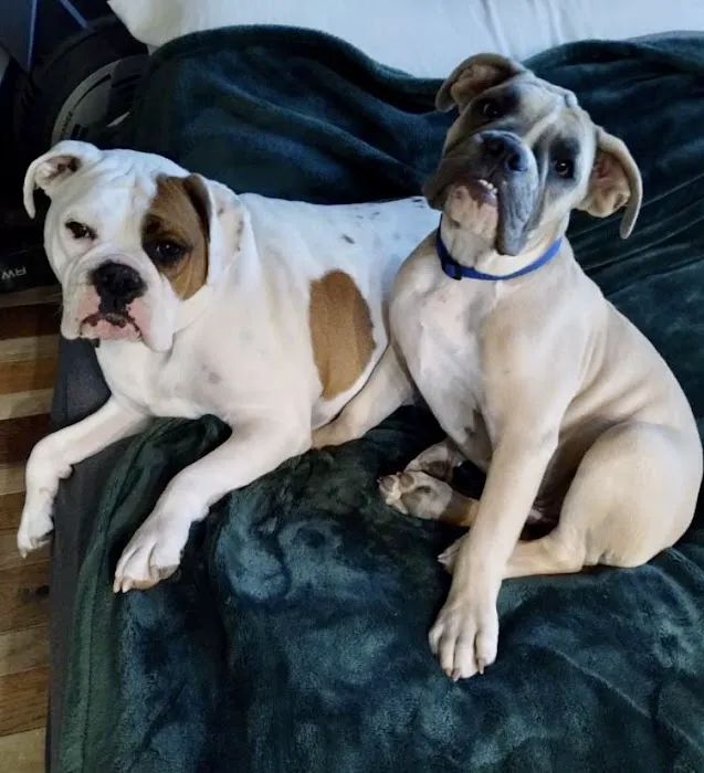 Webster Groves Animal Wellness Center 5