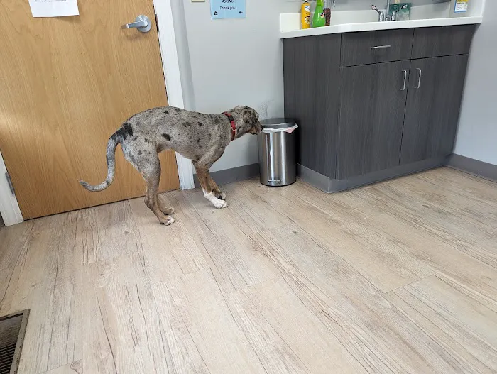 Webster Groves Animal Wellness Center 10